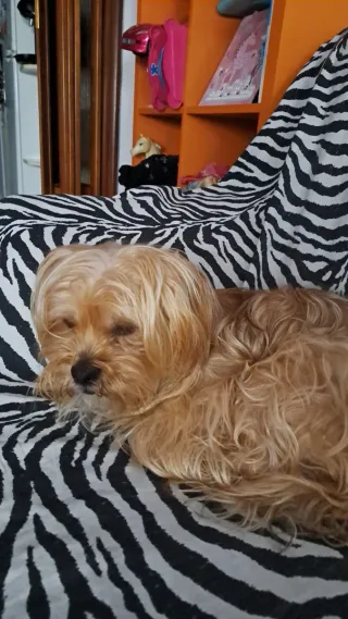 Busco peluquera de perro ha domicilio