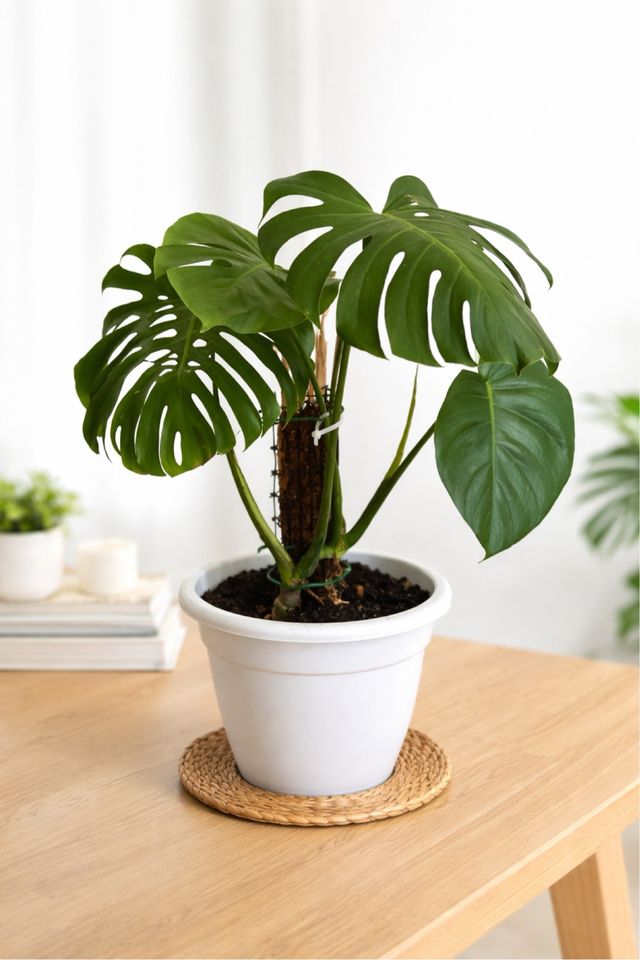 Esqueje Monstera Deliciosa Enraizado de segunda mano por 8 EUR en  Carcaixent en WALLAPOP