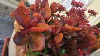 Kalanchoe en maceta