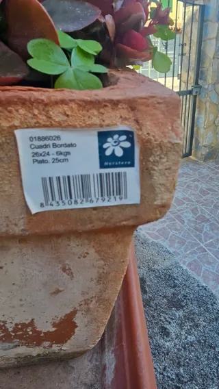 Kalanchoe en maceta