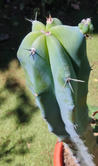 Cactus Garambullo Grande - Con brotes