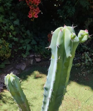 Cactus Garambullo Grande - Con brotes