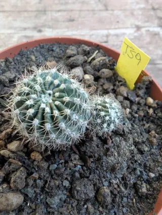 Echinopsis Ts9