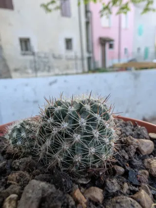 Echinopsis Ts9