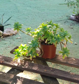 Maceta con Sedum Palmeri
