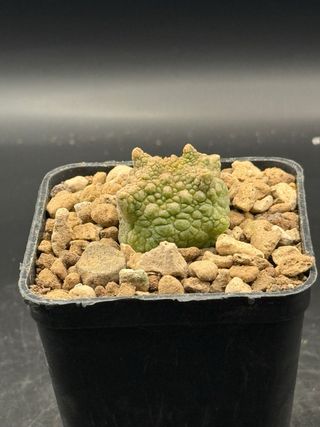 Pseudolithos cubiformis forma dragon vaso 7.5