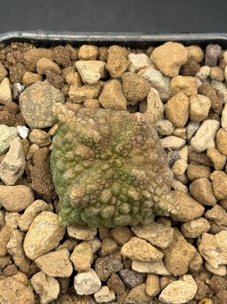Pseudolithos cubiformis forma dragon vaso 7.5
