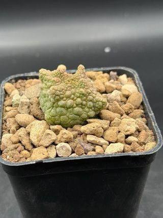 Pseudolithos cubiformis forma dragon vaso 7.5