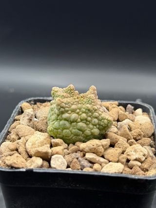 Pseudolithos cubiformis forma dragon vaso 7.5
