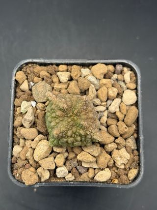 Pseudolithos cubiformis forma dragon vaso 7.5