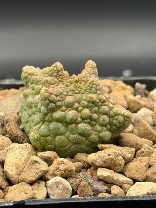 Pseudolithos cubiformis forma dragon vaso 7.5