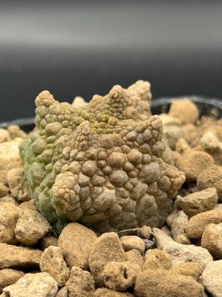 Pseudolithos cubiformis forma dragon vaso 7.5