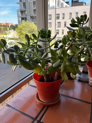 Plantas de exterior: Jade en macetas (HAY 8) LEER