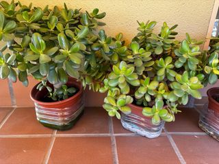 Plantas de exterior: Jade en macetas (HAY 8) LEER