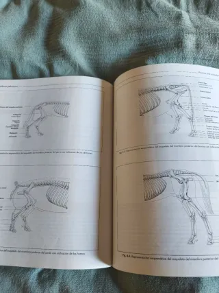 Anatomía de los Animales Domésticos T1
