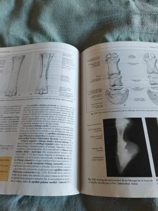 Anatomía de los Animales Domésticos T1