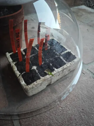 Semiesfera invernadero para semilleros