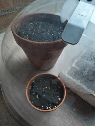 Semiesfera invernadero para semilleros