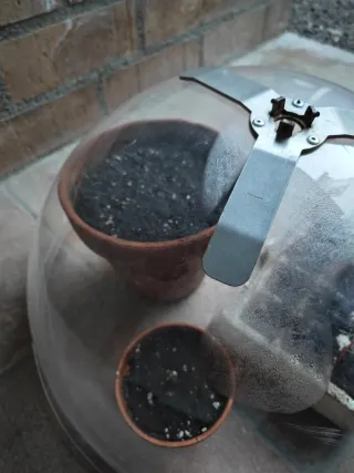 Semiesfera invernadero para semilleros