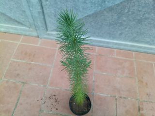 Pianta Pino d'Aleppo (Pinus halepensis)