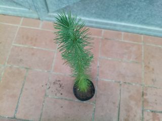 Pianta Pino d'Aleppo (Pinus halepensis)
