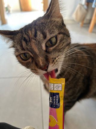 Cuidadora de gatos - Catsitter