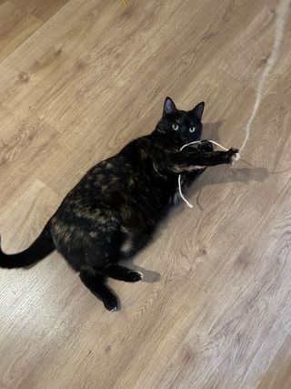 Cuidadora de gatos - Catsitter