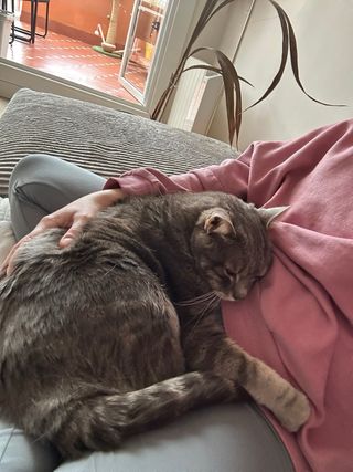 Cuidadora de gatos - Catsitter