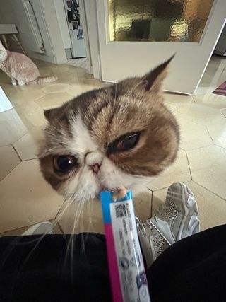 Cuidadora de gatos - Catsitter