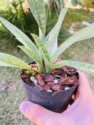 Paphiopedilum venustum album