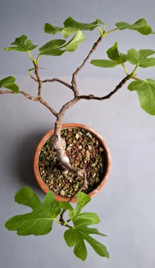 BONSAI DE HIGUERA (FICUS CARICA)