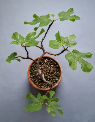 BONSAI DE HIGUERA (FICUS CARICA)