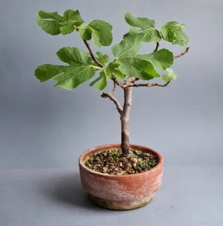 BONSAI DE HIGUERA (FICUS CARICA)