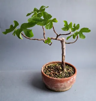 BONSAI DE HIGUERA (FICUS CARICA)