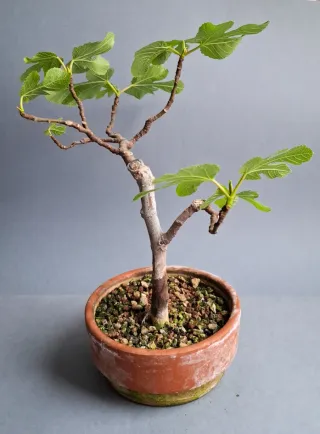BONSAI DE HIGUERA (FICUS CARICA)