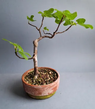 BONSAI DE HIGUERA (FICUS CARICA)