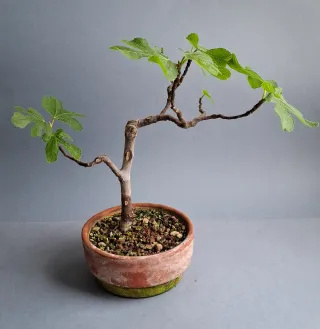 BONSAI DE HIGUERA (FICUS CARICA)
