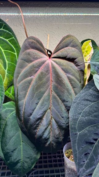 Semilla de Anthurium