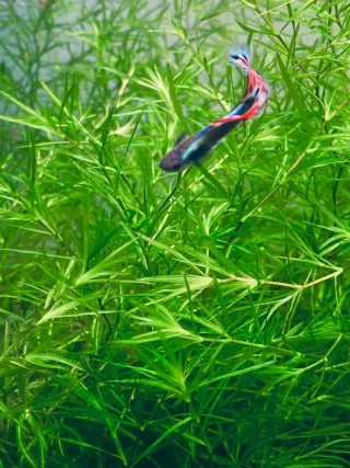Najas Guadalupensis Guppy Grass