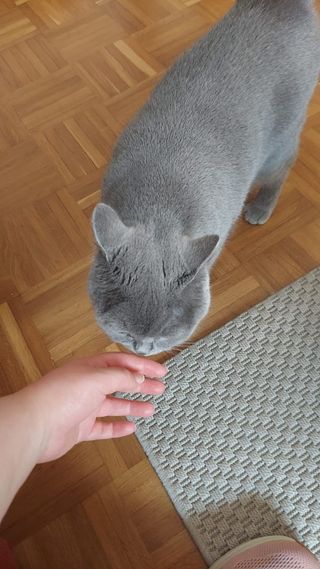 Cuidadora de mascotas Bilbao