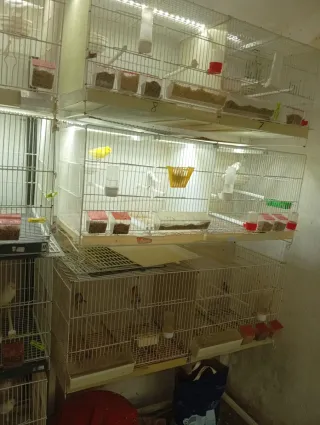 Jaulas para pájaros