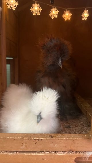 Gallinero PawHut Madera Exterior