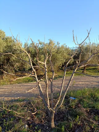 Jardinero de trabajo