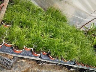 Stipa tenuissima - planta ornamental