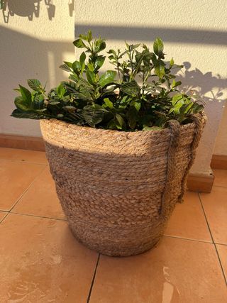 Planta en maceta de yute