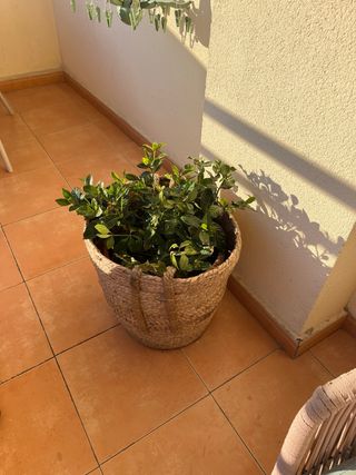 Planta en maceta de yute