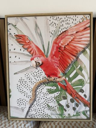 Pack 3 cuadros de loros Como nuevos Medidas 50x40