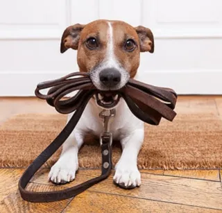 Paseador de Perros