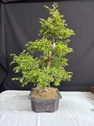 Bonsái Ulmus parvifolia