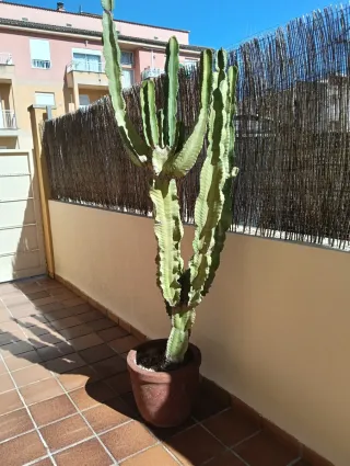 Maceta con plantas suculentas